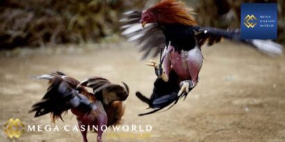 Đá gà cựa dao - Trải nghiệm và bí quyết từ những người chơi chuyên nghiệp 2 Đá gà cựa dao